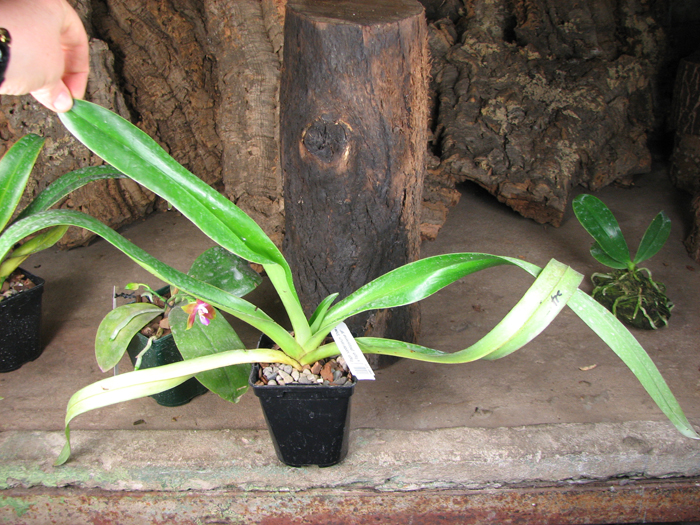 Paphiopedilum sanderianum 'Show Shan' x Paphiopedilum philippinense '9F'.jpg