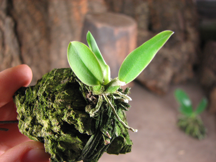 Sophronitis brevipedunculata 'Ouro Branco' x brevipedunculata 'Ouro Preto'.jpg