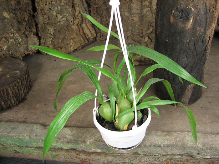 Coelogyne cristata.jpg