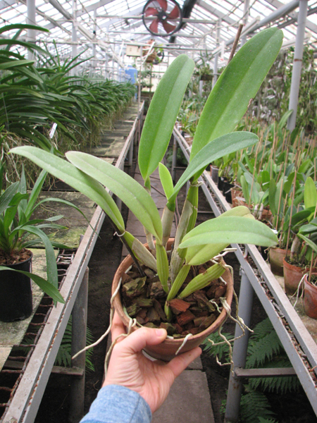 Cattleya Suzanne Hye (Cattleya gaskelliana alba x Cattleya mossiae wagneri).jpg