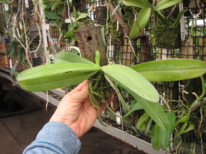 Phalaenopsis cornu-cervi alba.jpg