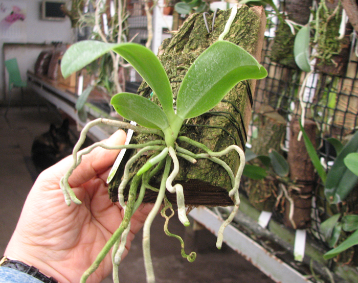 Phalaenopsis lueddemanniana.jpg