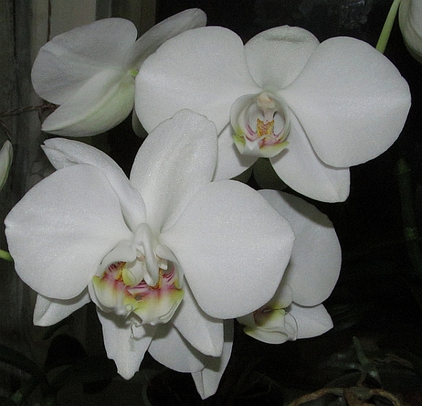 phal_white.jpg