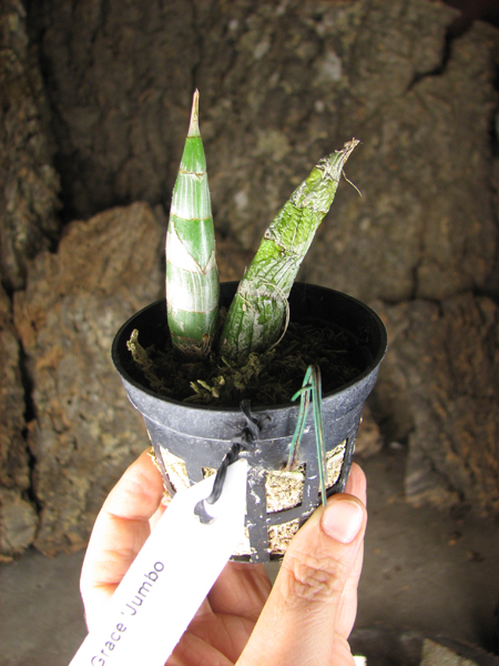 Clowesia Jumbo Grace 'Jumbo Orchids'.jpg