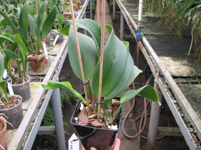 Brassolaeliocattleya Don De Michaels 'Z995' x Brassavola digbyana 'Mr Pig'.jpg