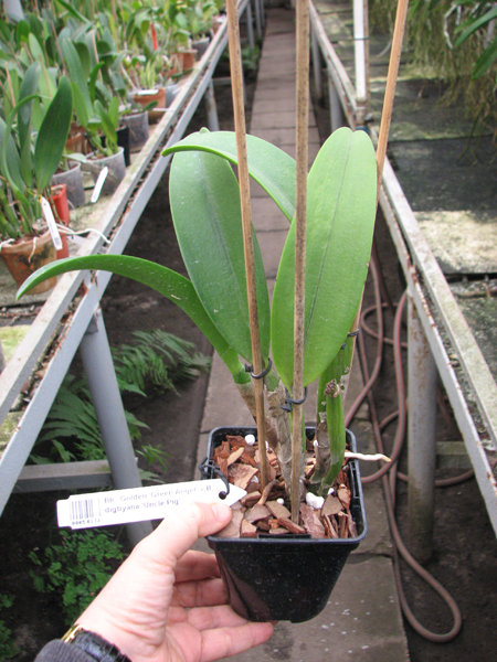Brassolaeliocattleya Golden 'Green Angel' x Brassavola digbyana 'Uncle Pig'.jpg
