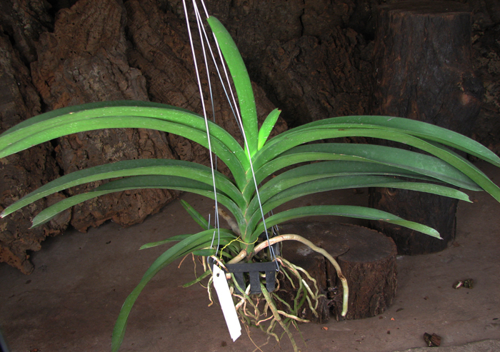 Vanda Pure's Wax Purplish Red.jpg