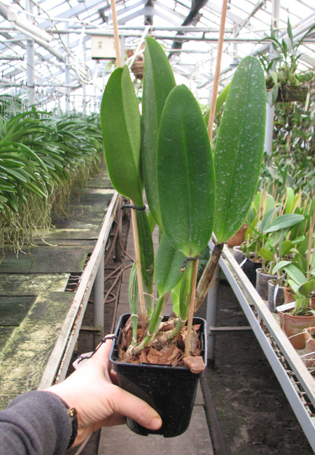 Cattleya mossiae var amoena.jpg