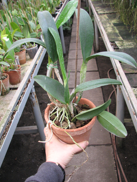 Brassavola digbyana x Cattleya Little Oliver.jpg