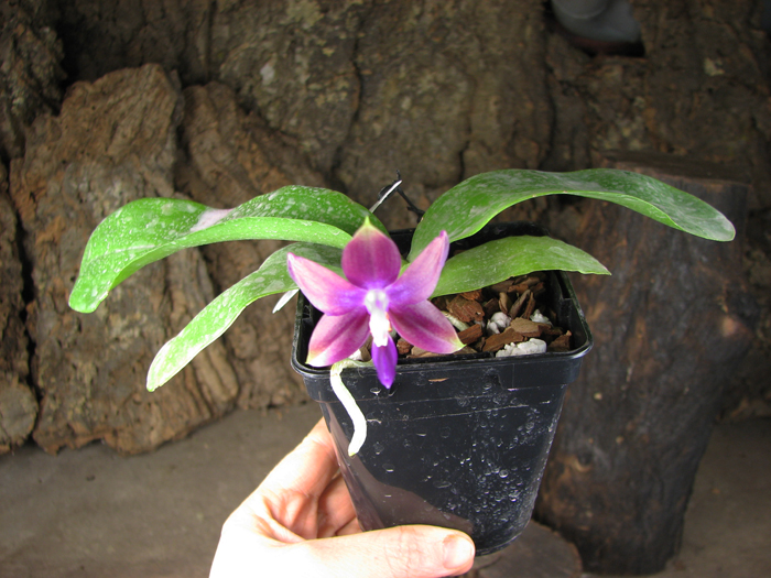 Phalaenopsis Jennifer Palermo x Phalaenopsis LD's Bear Queen.jpg