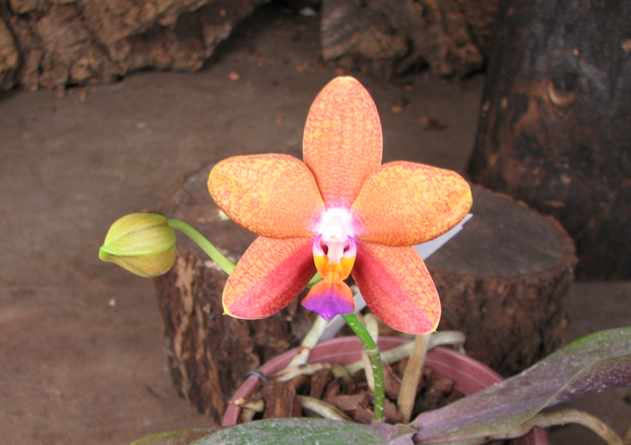 Doritaenopsis Sogo Meili x Phalaenopsis Ld's Bear Queen.jpg