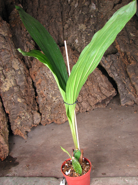 Angulocaste Red Jewel.jpg