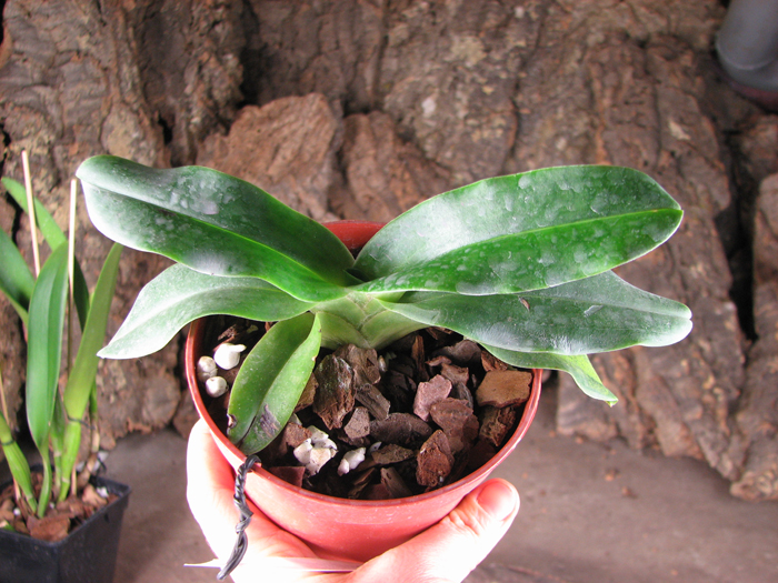 Paphiopedilum hangianum.jpg