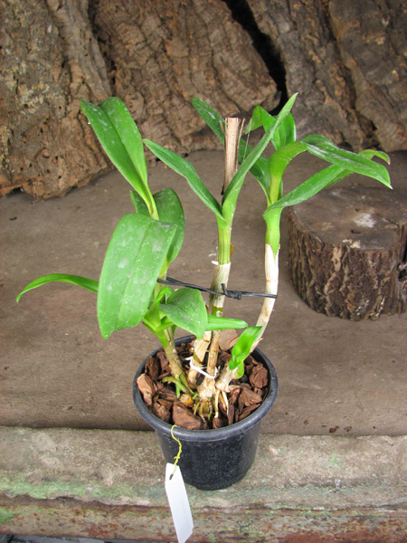 Dendrobium Doraemon.jpg