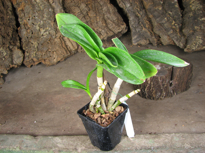 Dendrobium Kultana Fancy.jpg