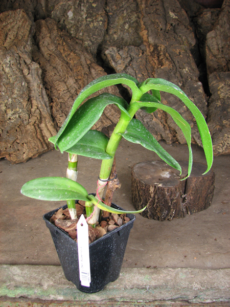 Dendrobium Supernova.jpg