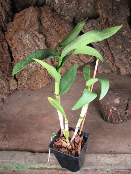 Dendrobium Visa Peach.jpg