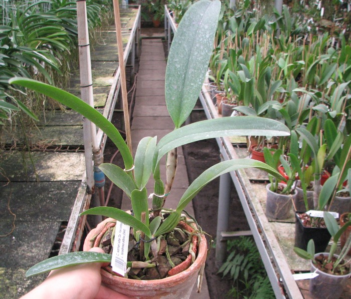 Cattleya warneri alba 'Da. Mercedes' x Laelia tenebrosa albina (DAR).JPG