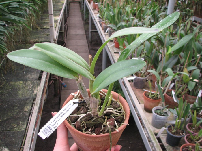 Cattleya bowringiana 'Da. Estelinha de Novaes' x Cattleya labiata integra orlata 'Zas-1'.JPG