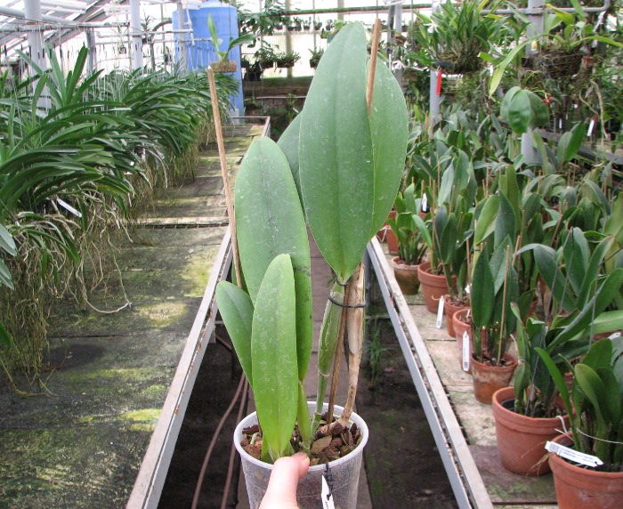 Brassolaeliocattleya Fort Watson 'Mendenhall'.JPG