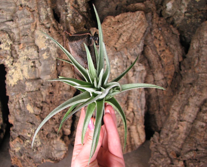 Tillandsia ixioides x aeranthos.JPG