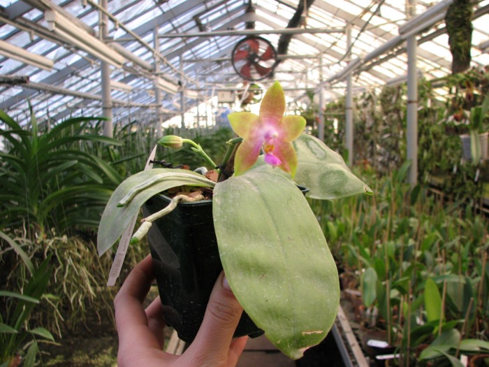 Phalaenopsis Penang Girl.JPG
