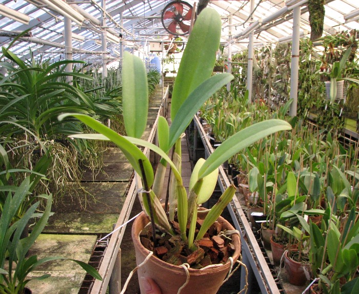 Cattleya Suzanne Hye (Cattleya gaskelliana alba x Cattleya mossiae wagneri).JPG