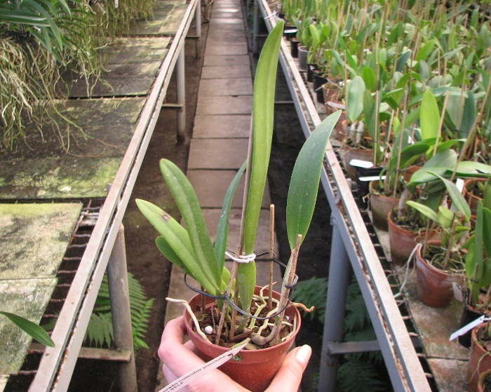Cattleya eldorado concolor punctata 'Bela' x SELF.JPG