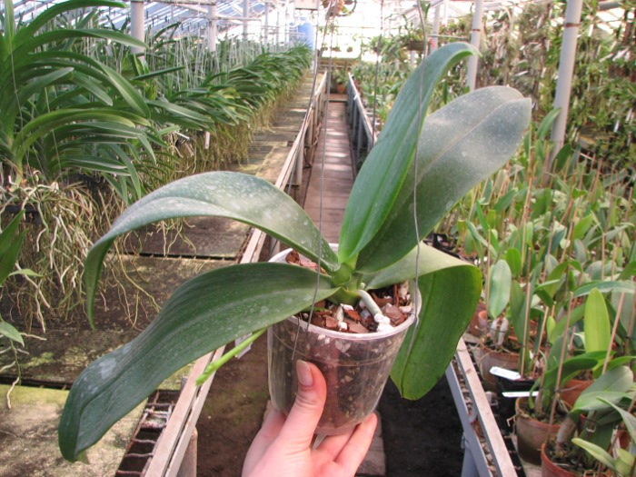 Phalaenopsis David Lim (P. amboinensis x P. gigantea).JPG