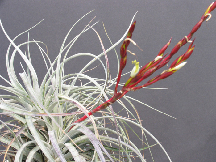 Tillandsia utriculata var. prengelii .jpg