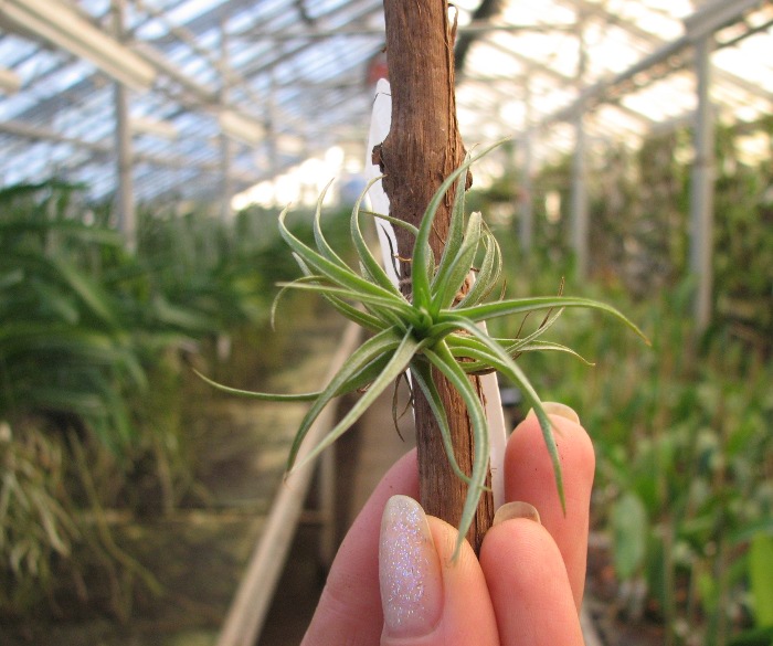 Tillandsia aeranthos Bronze.JPG