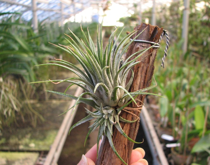 Tillandsia ionantha Guatemala.JPG
