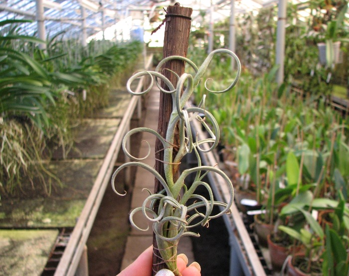 Tillandsia crocata 'Giant'.JPG