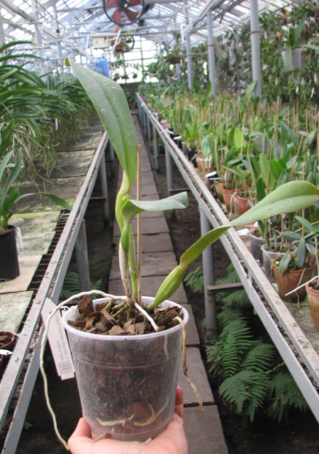 Cattleya jenmanii coerulea 'Pedra Azul' x SELF.jpg