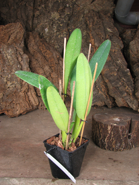 Cattleya labiata coerulea 'Bastiao' x Cattleya labiata coerulea 'Lourival'.jpg