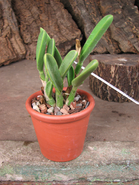 Laelia briegeri.jpg