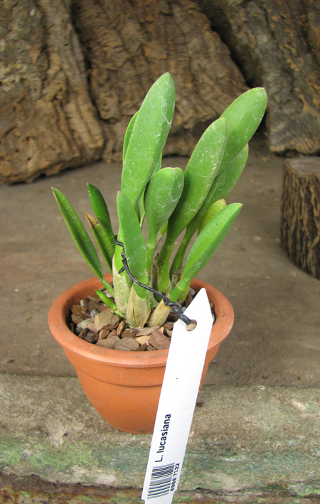Laelia lucasiana.jpg