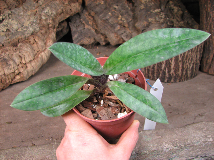 Paphiopedilum venustum.jpg