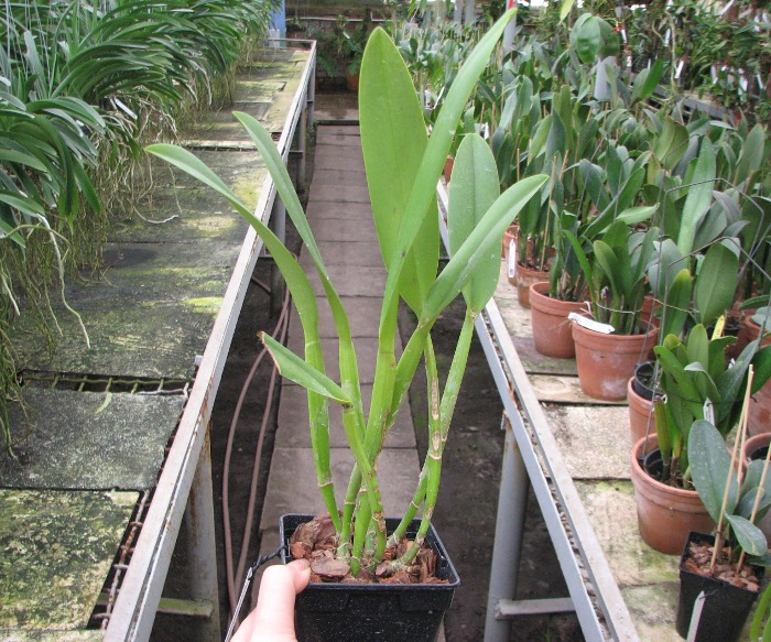 Rhyncholaeliocattleya Golf Green 'Lu-Chi' (OG).JPG