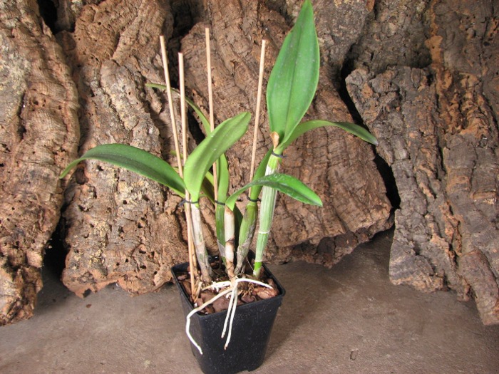 Cattleya walkeriana var. alba x Brassocattleya Mount Hood 'Mary'.JPG