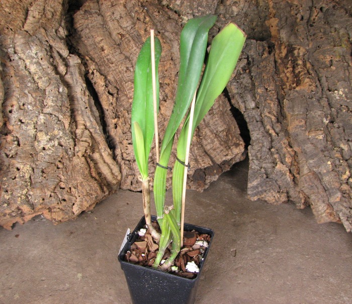Cattleya Earl 'Imperialis' x Brassolaeliocattleya Ranger Six 'Aok' x Brassavola digbyana 'Mr. Pig'.JPG