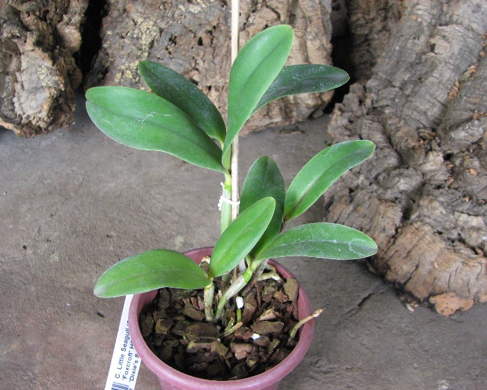 Cattleya Little Seagull.JPG