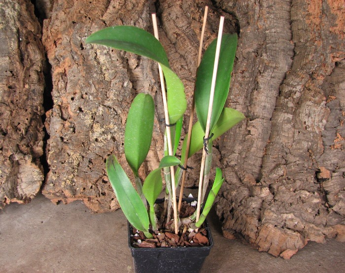 Cattleya Moscombe x Brassolaeliocattleya Ports of Paradise 'Emerald Isle' x Brassavola digbyana 'Mr. Pig'.JPG