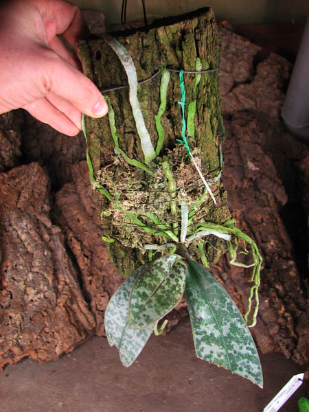 Phalaenopsis stuartiana.jpg