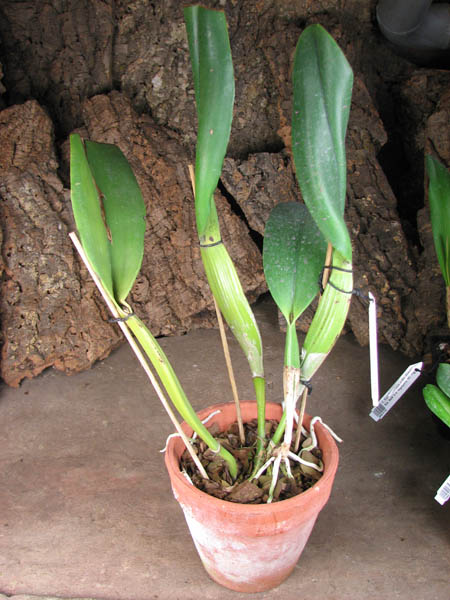 Brassolaeliocattleya Pamela Finney 'All Victory'.jpg