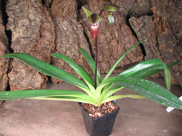 Paphiopedilum rothschildianum 'Da guan Yuan' x sibling 'Green Valley'.jpg