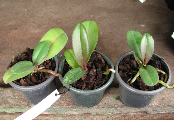Doritaenopsis Lius Sakura.jpg