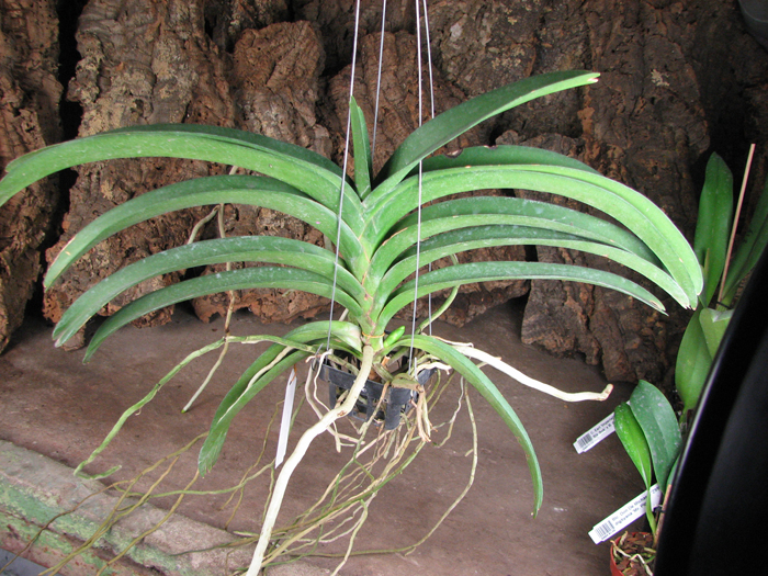 Ascocenda Pinthong.jpg