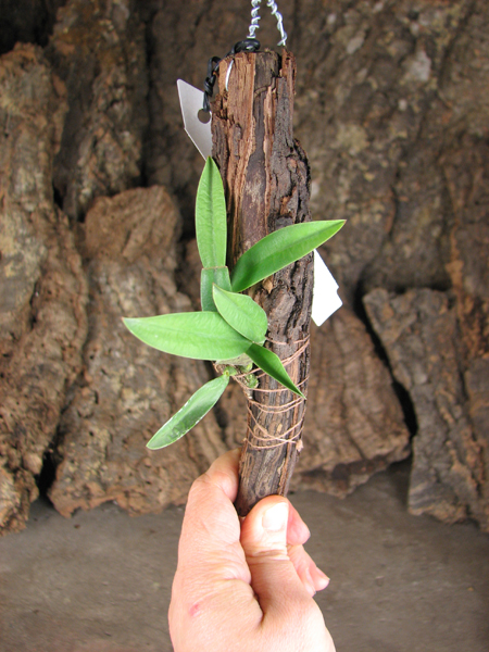Sophronitis brevipedunculata.jpg