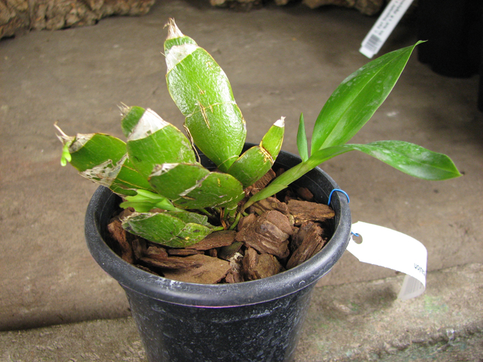 Dendrobium platycaulon.jpg